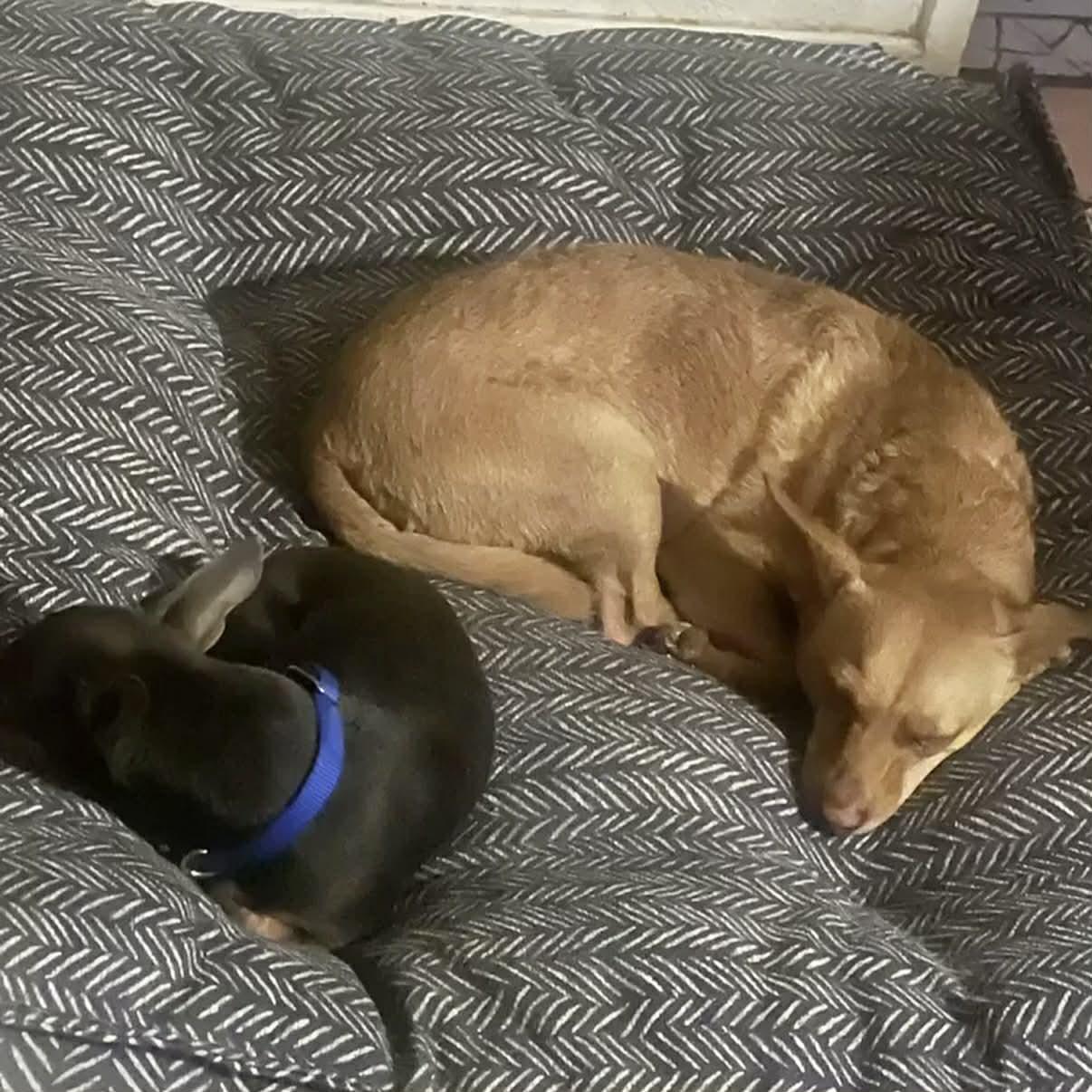 Enlarge Jake & Finn, a ADOPTABLE mixed breed in Boulder, CO image 2/3