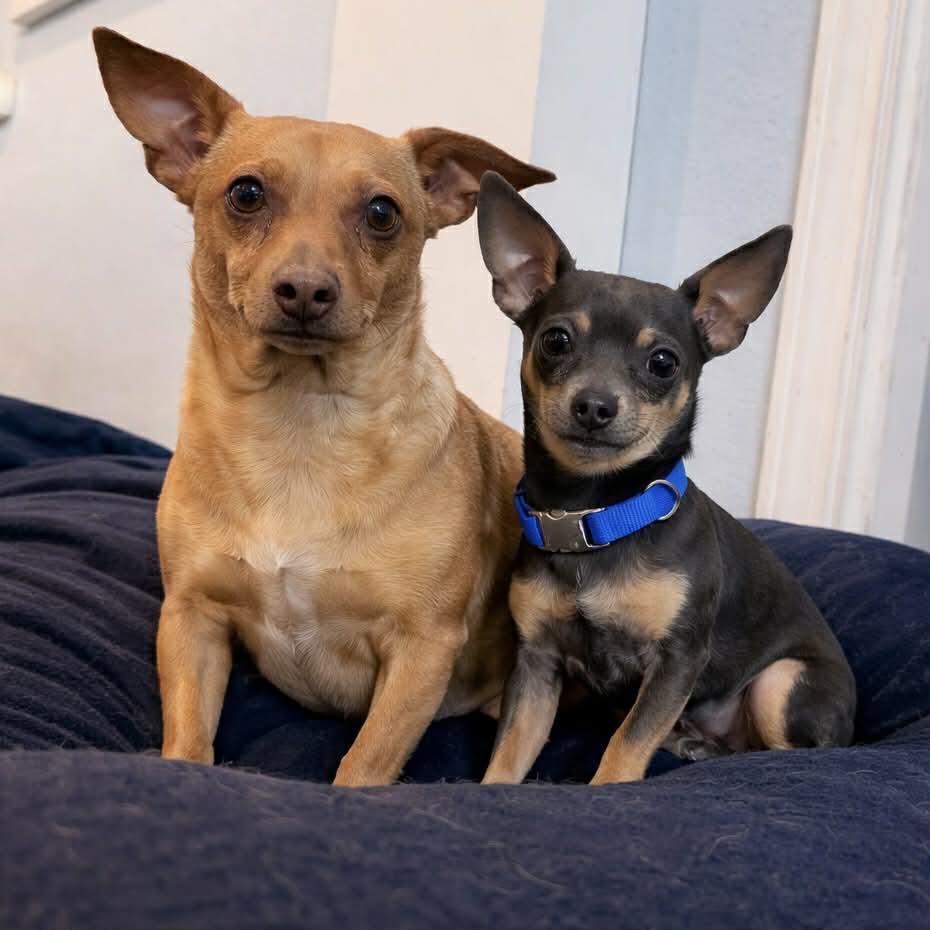 Enlarge Jake & Finn, a ADOPTABLE mixed breed in Boulder, CO image 1/3