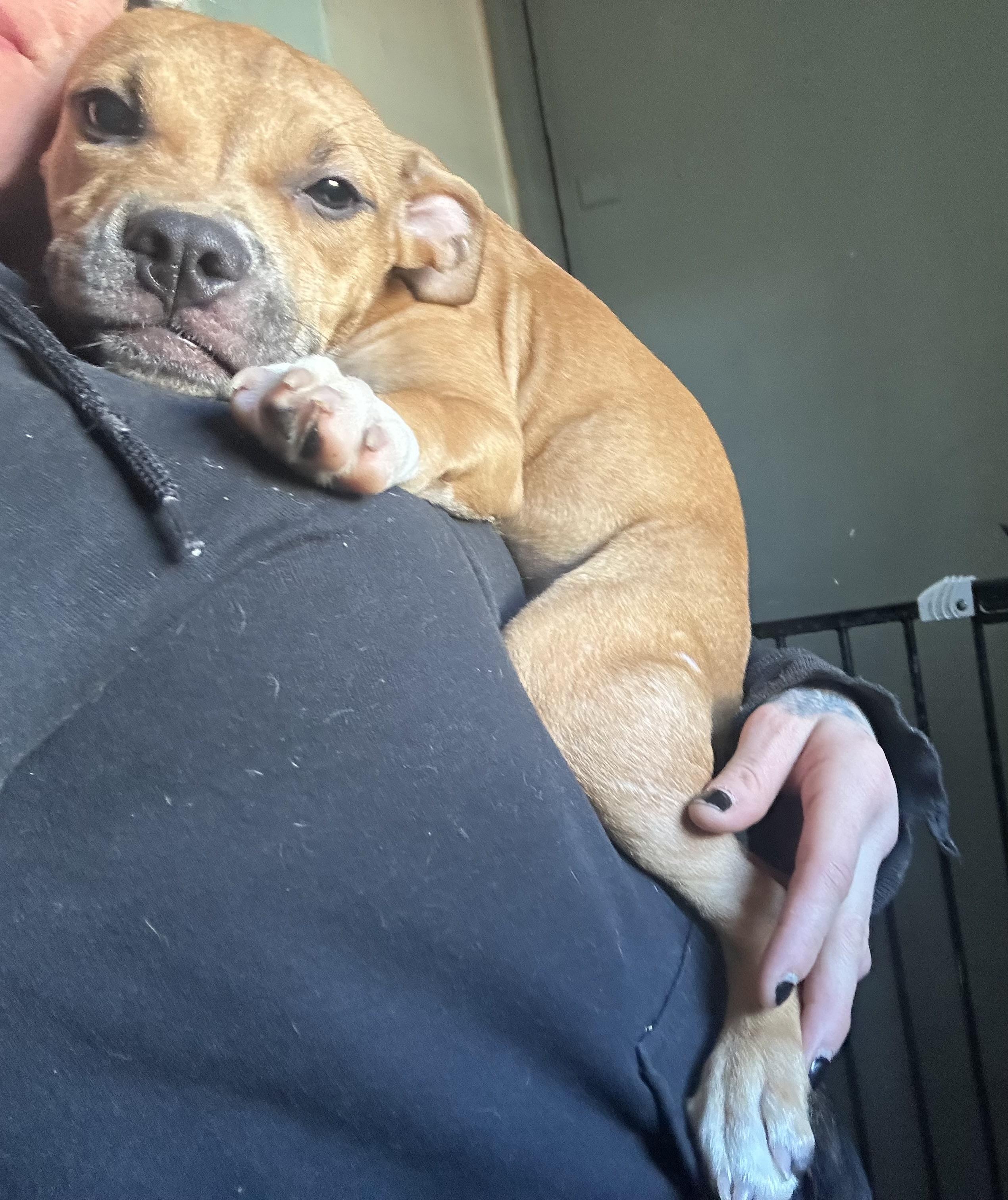 Enlarge Furiosa (aka Fury), a ADOPTABLE Mixed Breed in Pittsburgh, PA image 2/4