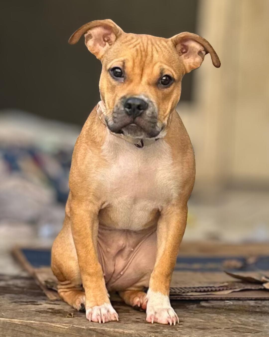 Enlarge Furiosa (aka Fury), a ADOPTABLE Mixed Breed in Pittsburgh, PA image 4/4