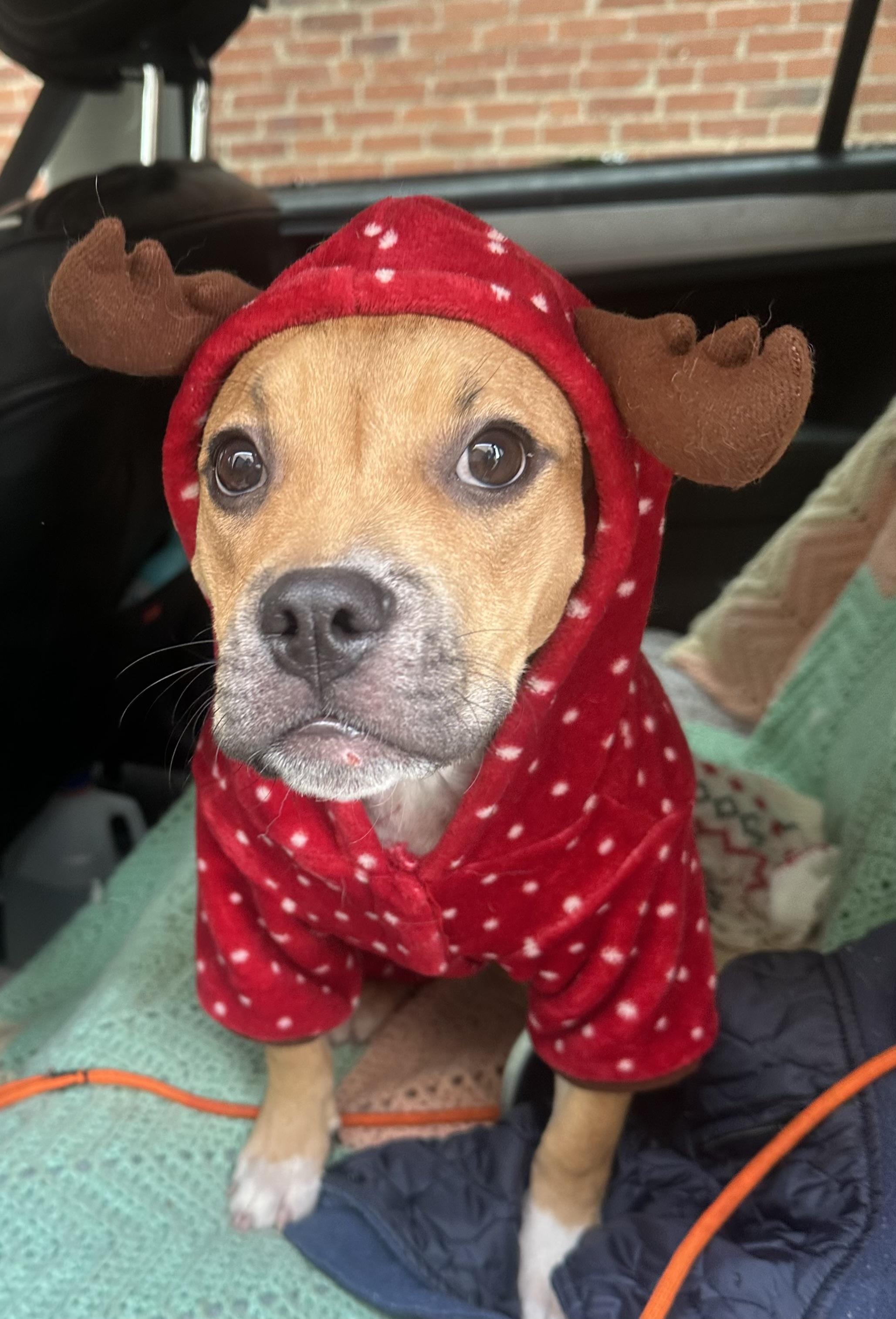 Enlarge Furiosa (aka Fury), a ADOPTABLE Mixed Breed in Pittsburgh, PA image 1/4