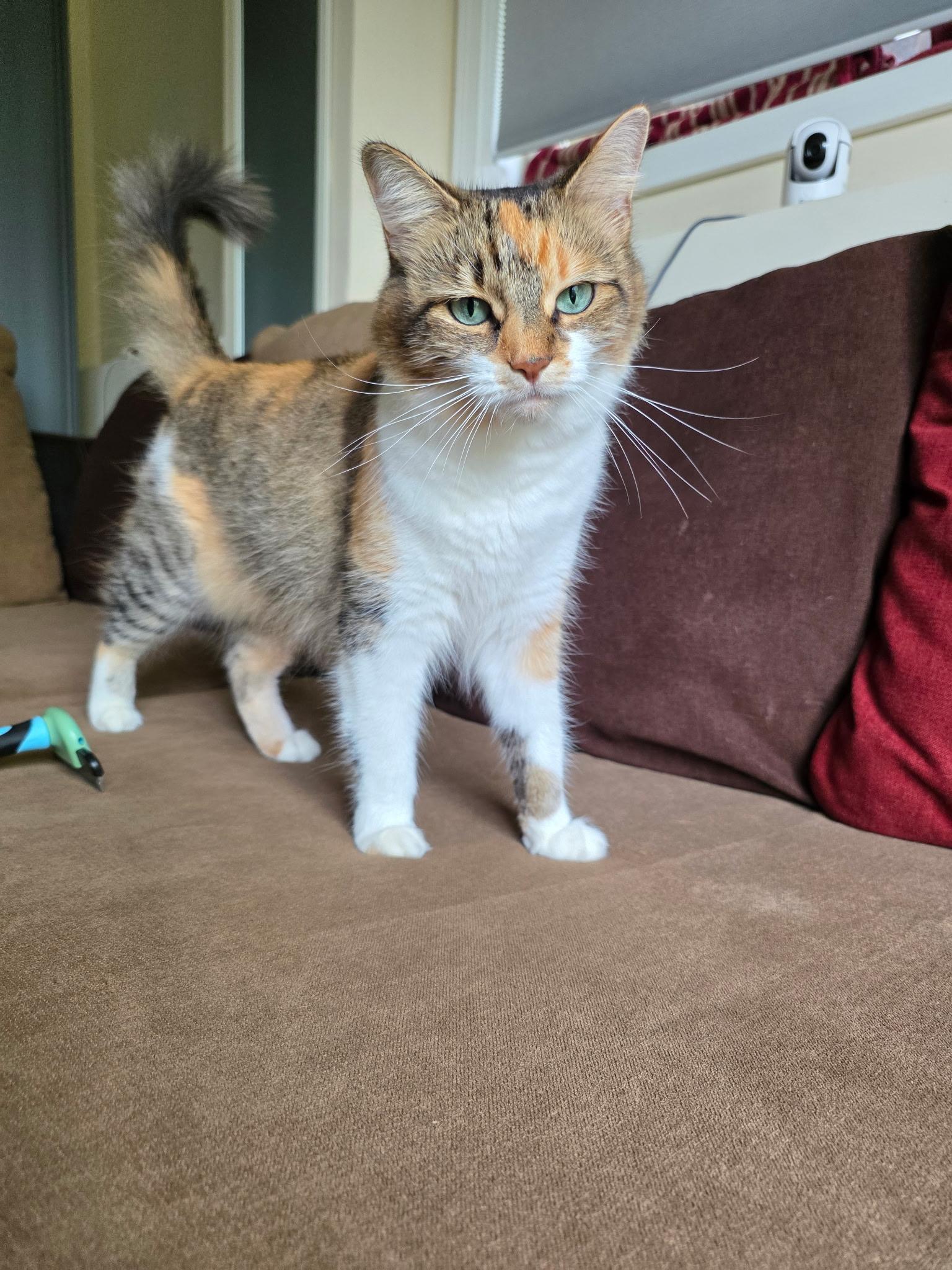 Miss O (Miso), ADOPTABLE, Adult Female Calico.