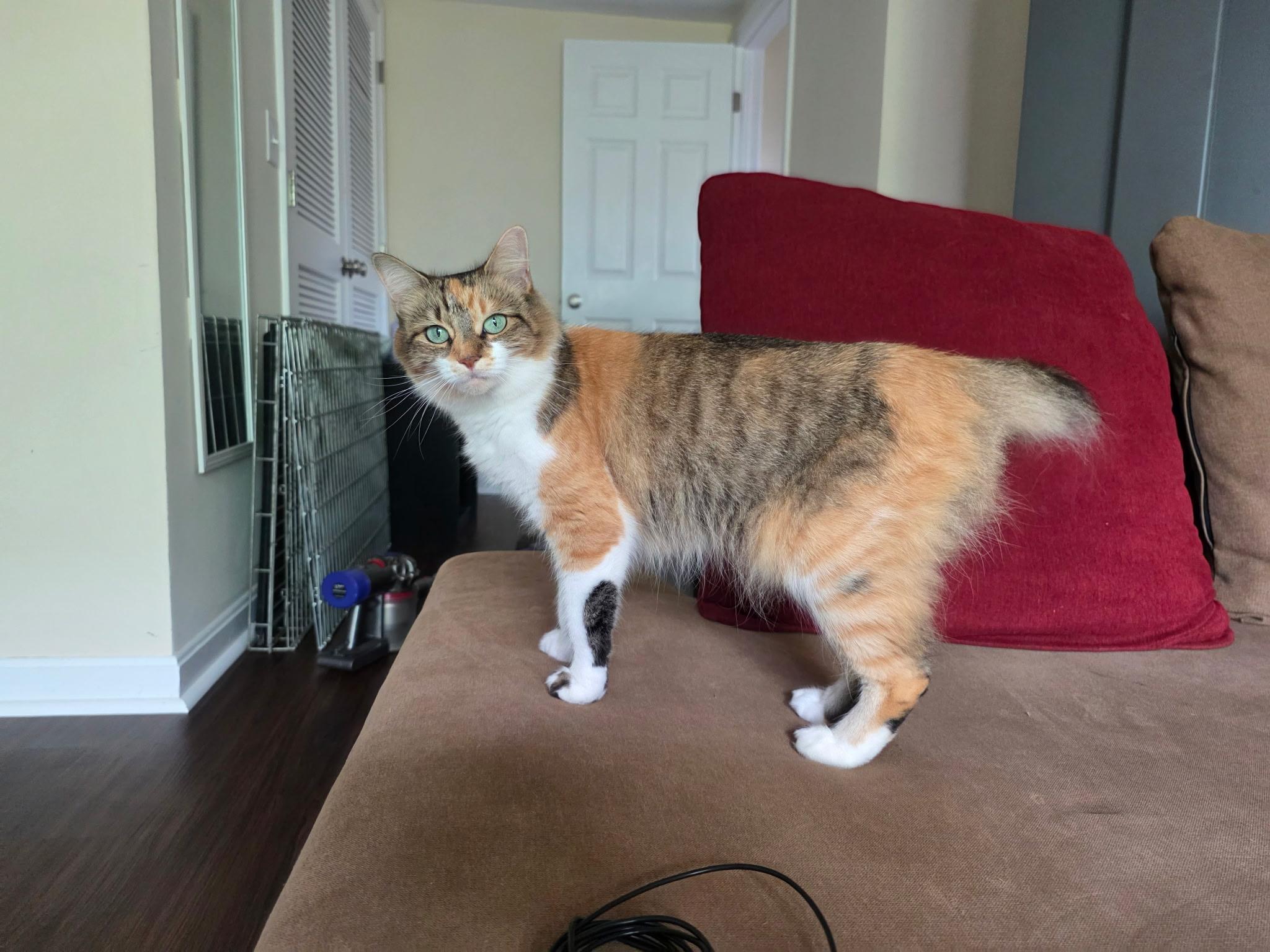 Enlarge Miss O (Miso), a ADOPTABLE Calico in Canton, MA image 4/6