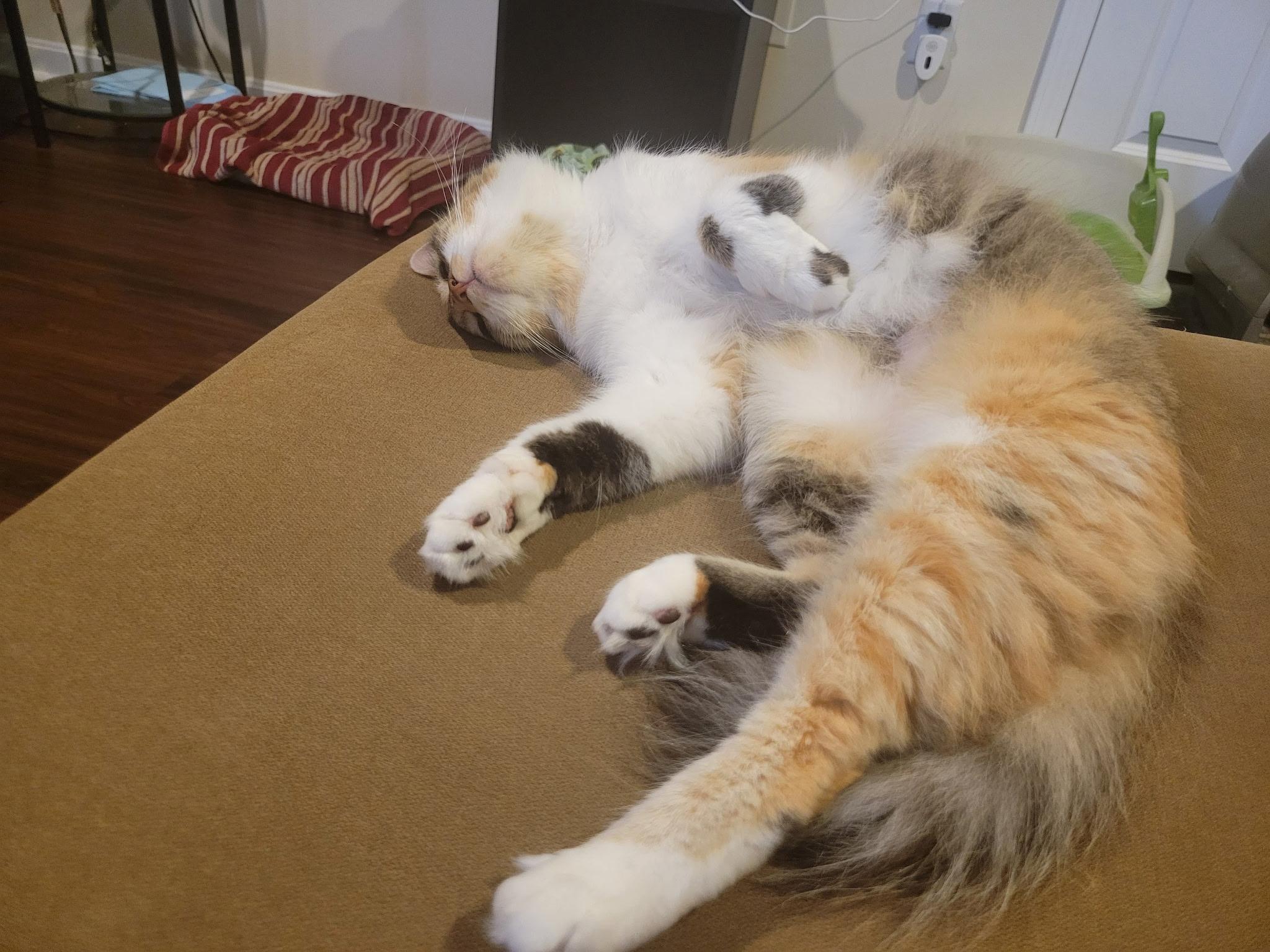 Enlarge Miss O (Miso), a ADOPTABLE Calico in Canton, MA image 2/6