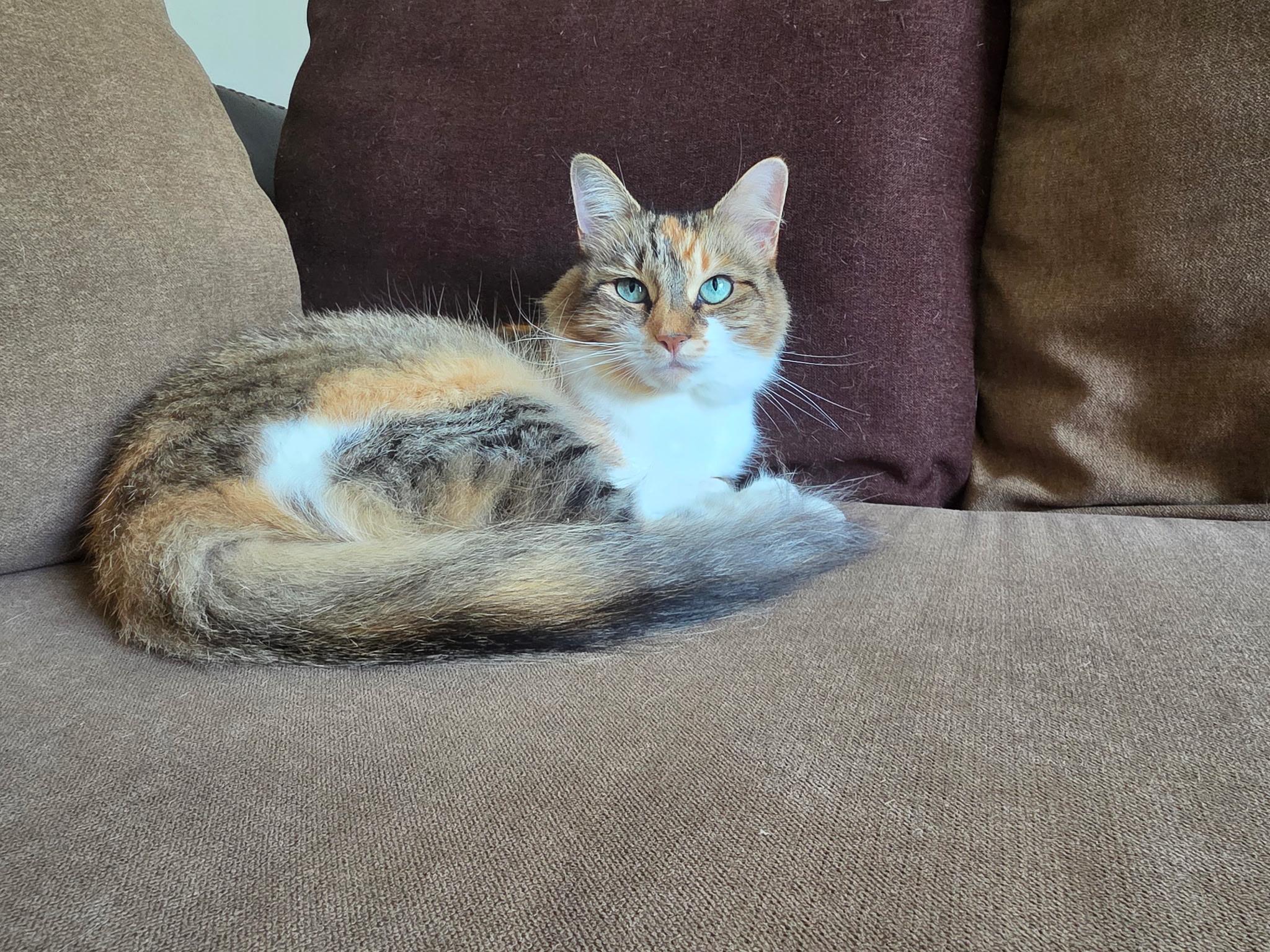 Enlarge Miss O (Miso), a ADOPTABLE Calico in Canton, MA image 6/6