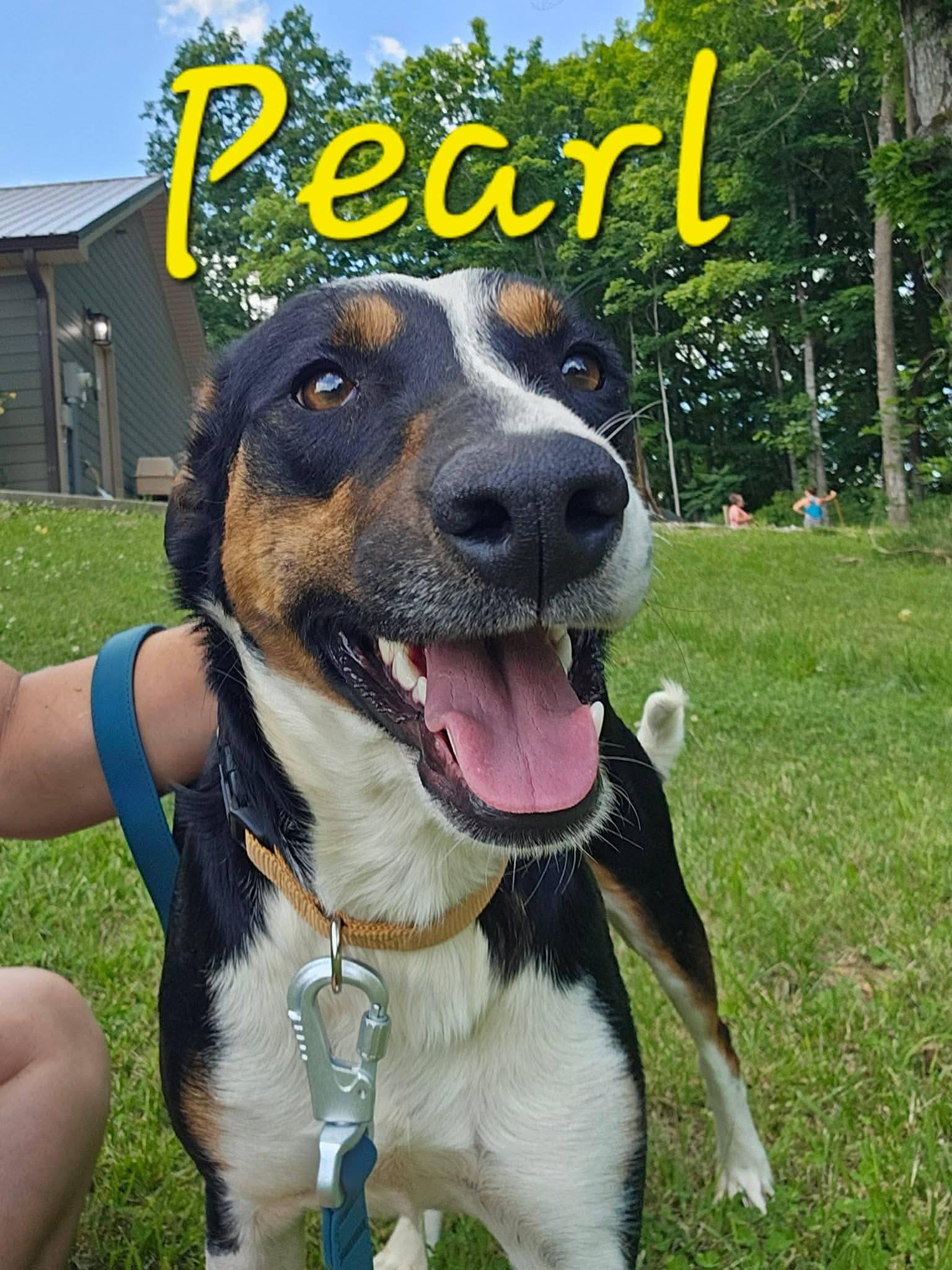 Pearl, ADOPTABLE, Young Female Hound.