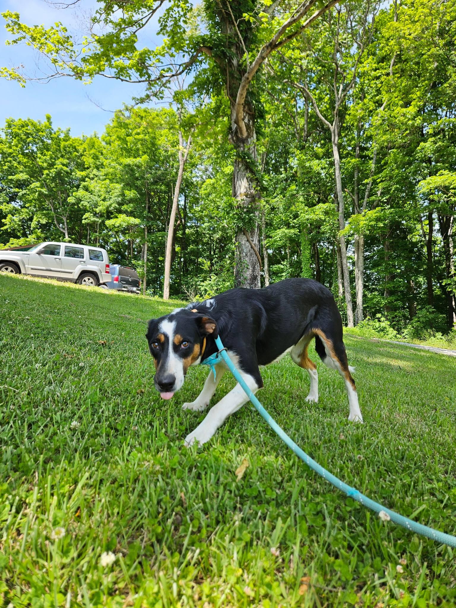 Enlarge Pearl, a ADOPTABLE mixed breed in Hilham, TN image 4/4