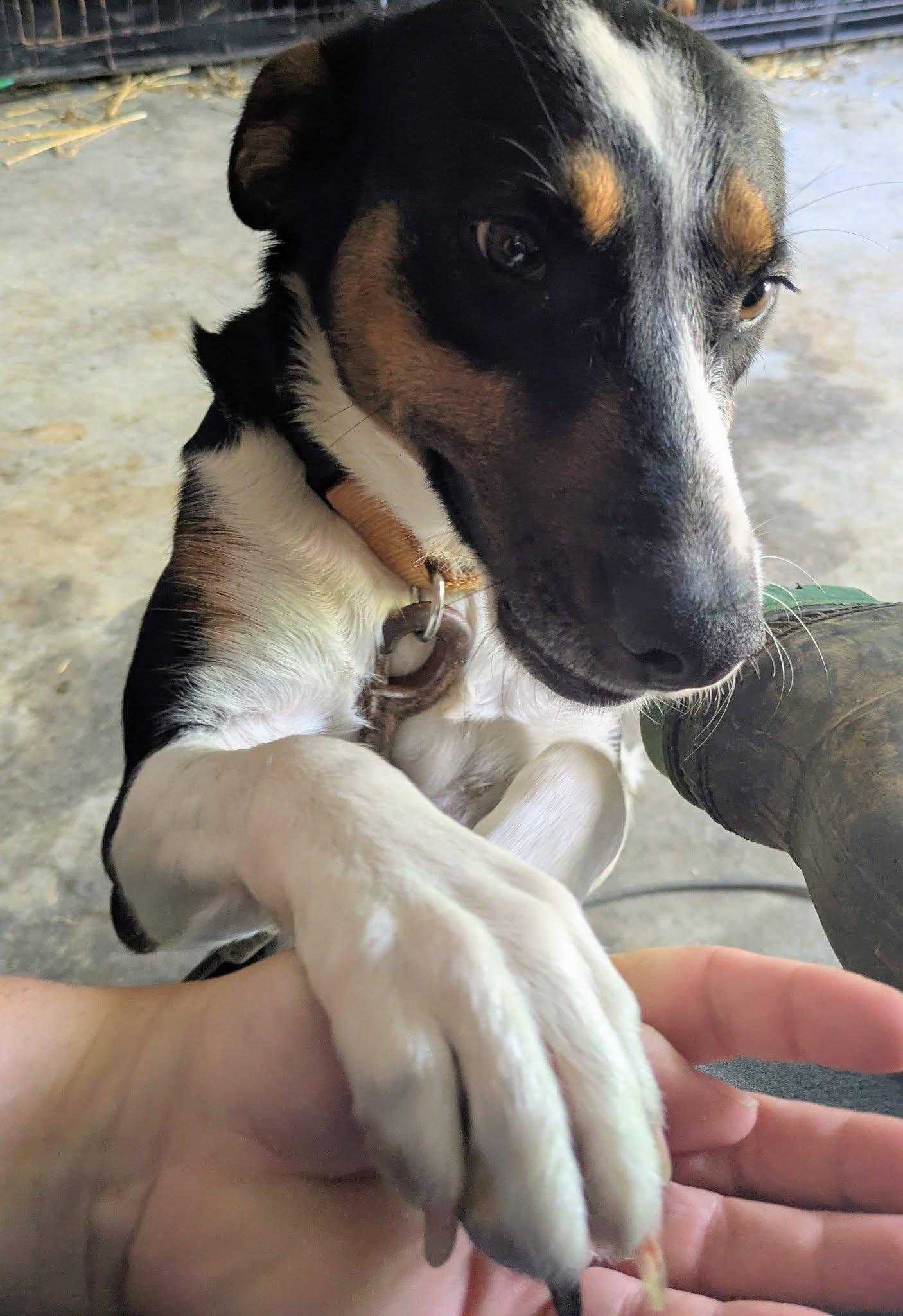 Enlarge Pearl, a ADOPTABLE mixed breed in Hilham, TN image 2/4