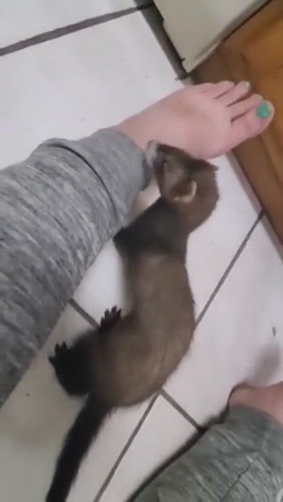 Enlarge Bonnie, a Adopted Ferret in St. Cloud, FL video 1/3