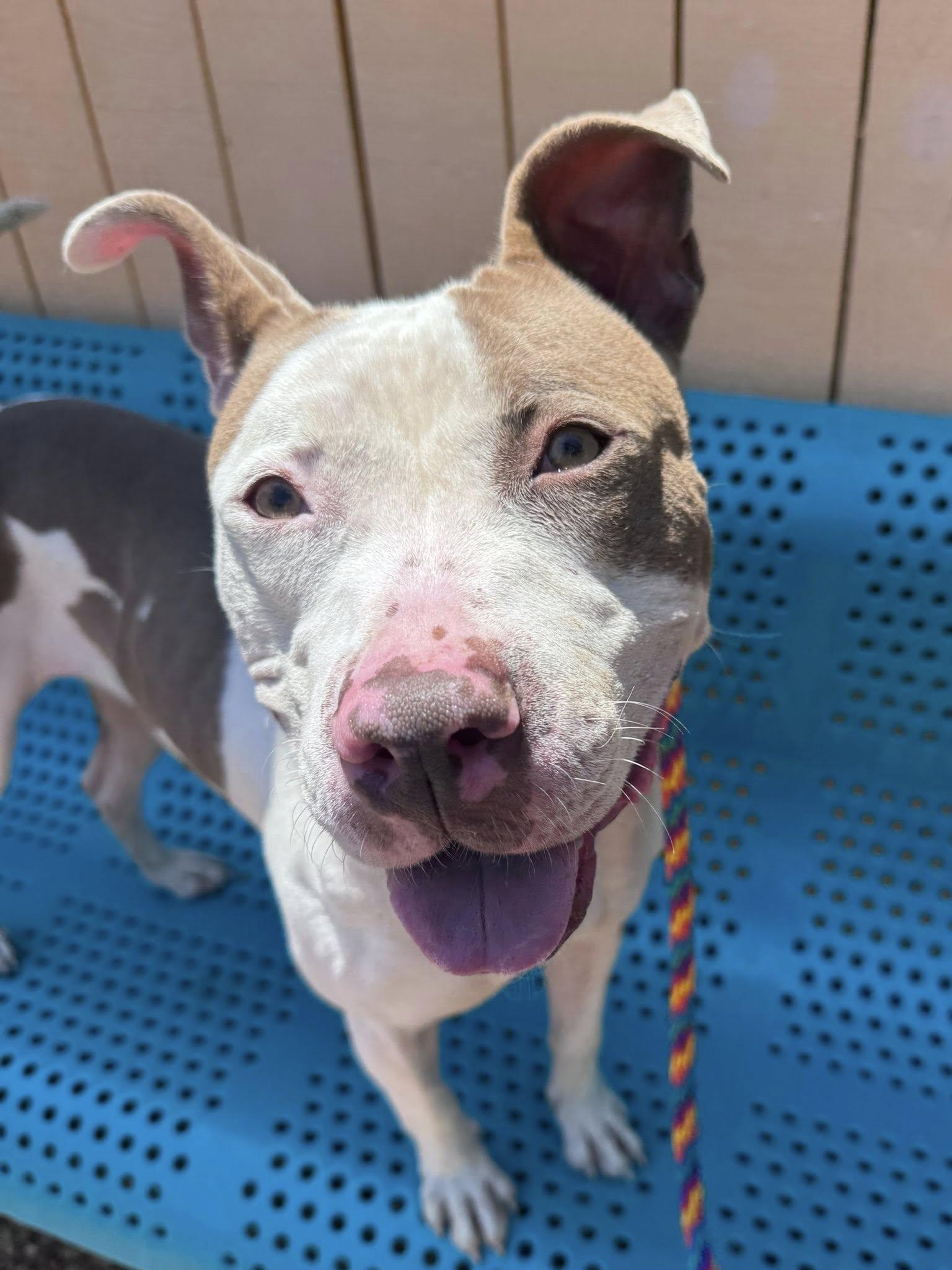 Belladonna, a ADOPTABLE mixed breed in Nashville, TN image 3/5