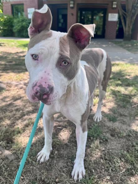 Belladonna, a ADOPTABLE mixed breed in Nashville, TN image 4/5