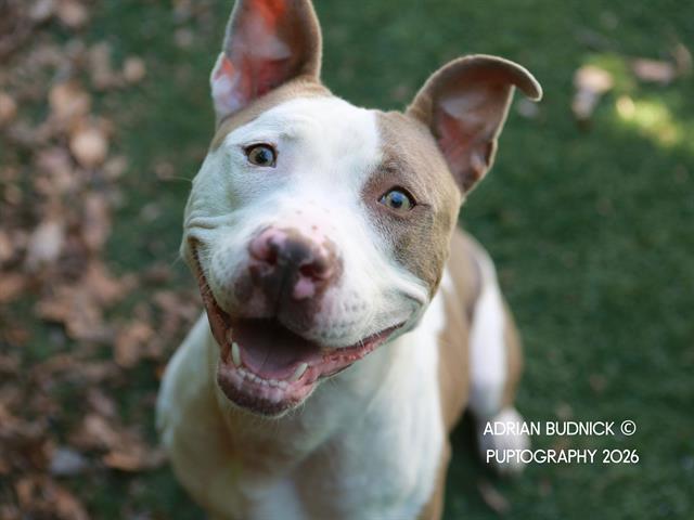 Belladonna, a ADOPTABLE mixed breed in Nashville, TN image 2/5