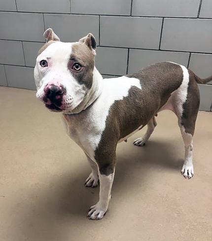 Belladonna, a ADOPTABLE mixed breed in Nashville, TN image 5/5