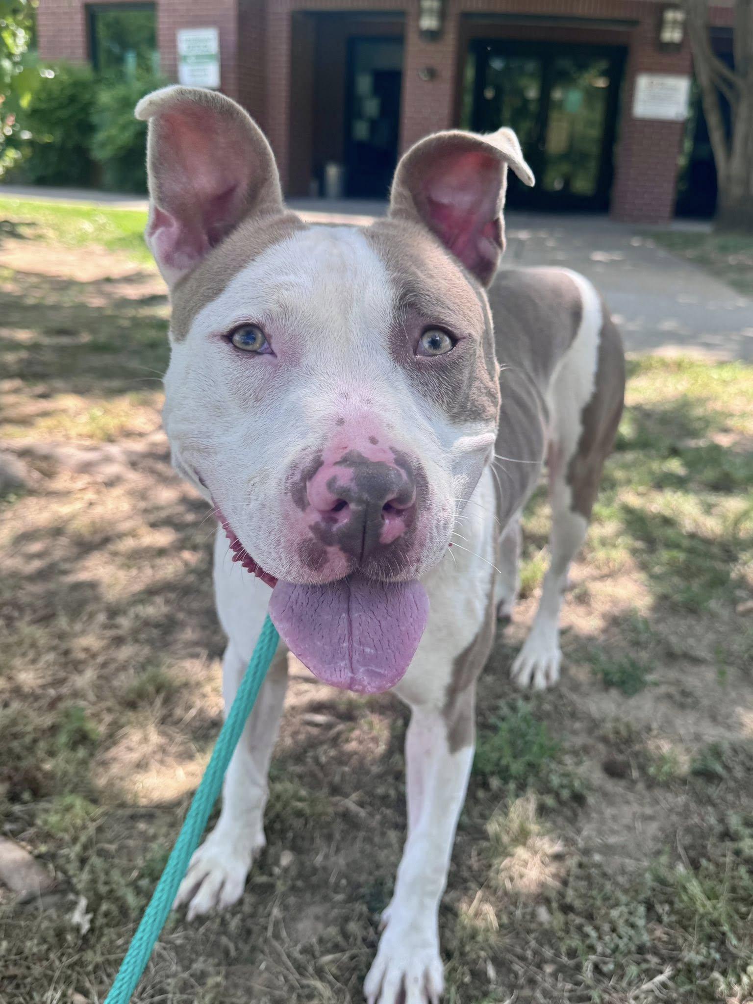 Belladonna, ADOPTABLE, Young Female Mixed Breed.