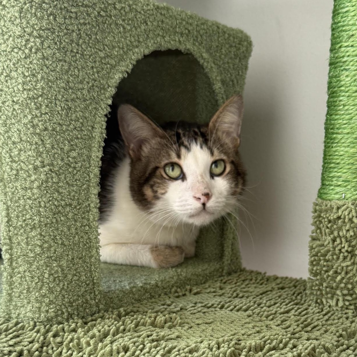 Enlarge Valentino, a Adoptable Tabby in boston, MA image 5/6