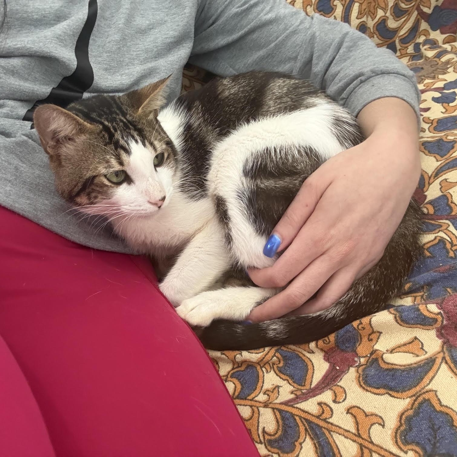 Enlarge Valentino, a Adoptable Tabby in boston, MA image 4/6