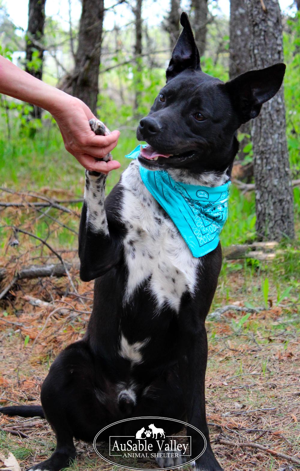 Petey photo 6