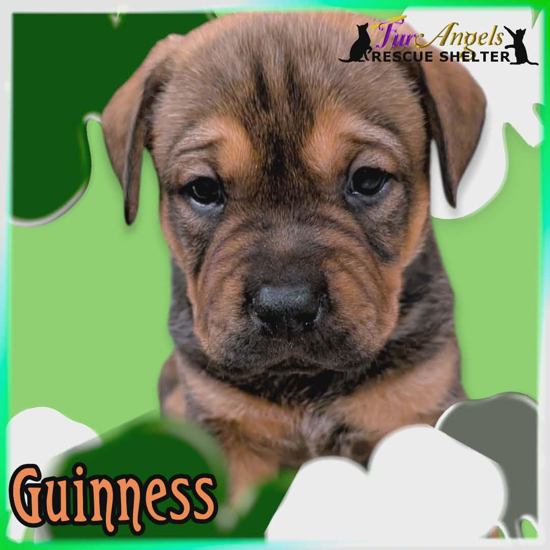Enlarge Guinness - ADOPTION PENDING, an adopted Mixed Breed in Toledo, OH image 1/1