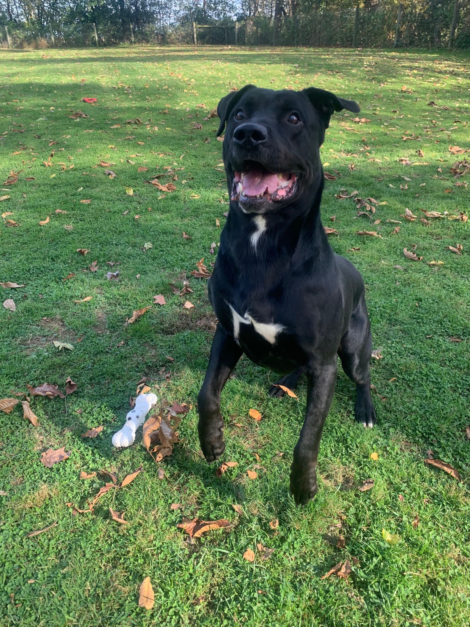Bubble Gum, a Adoptable mixed breed in Myerstown, PA image 2/10