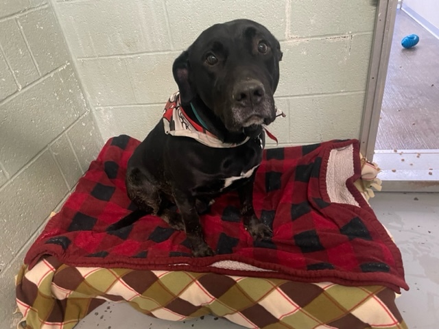 Bubble Gum, a Adoptable mixed breed in Myerstown, PA image 3/10