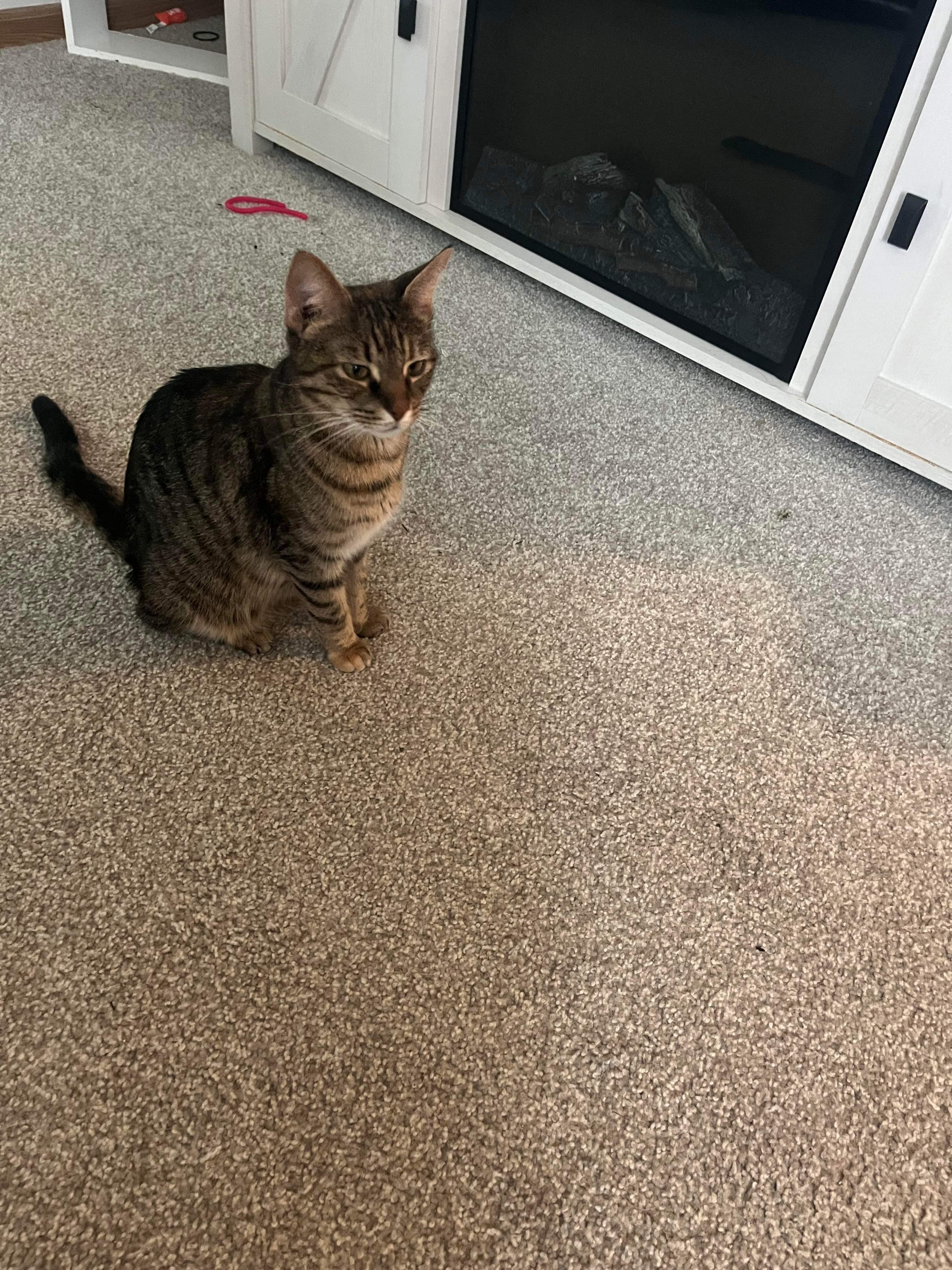 Enlarge Lulu (mom of Colleen's kittens), a Adoptable Domestic Short Hair in Lewis Center, OH image 1/2