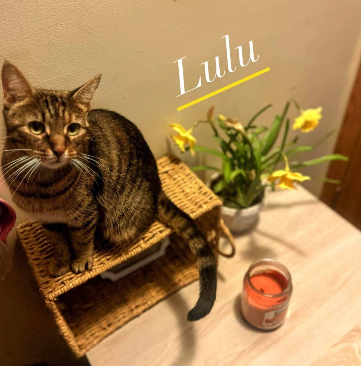 Enlarge Lulu (mom of Colleen's kittens), a Adoptable Domestic Short Hair in Lewis Center, OH image 2/2
