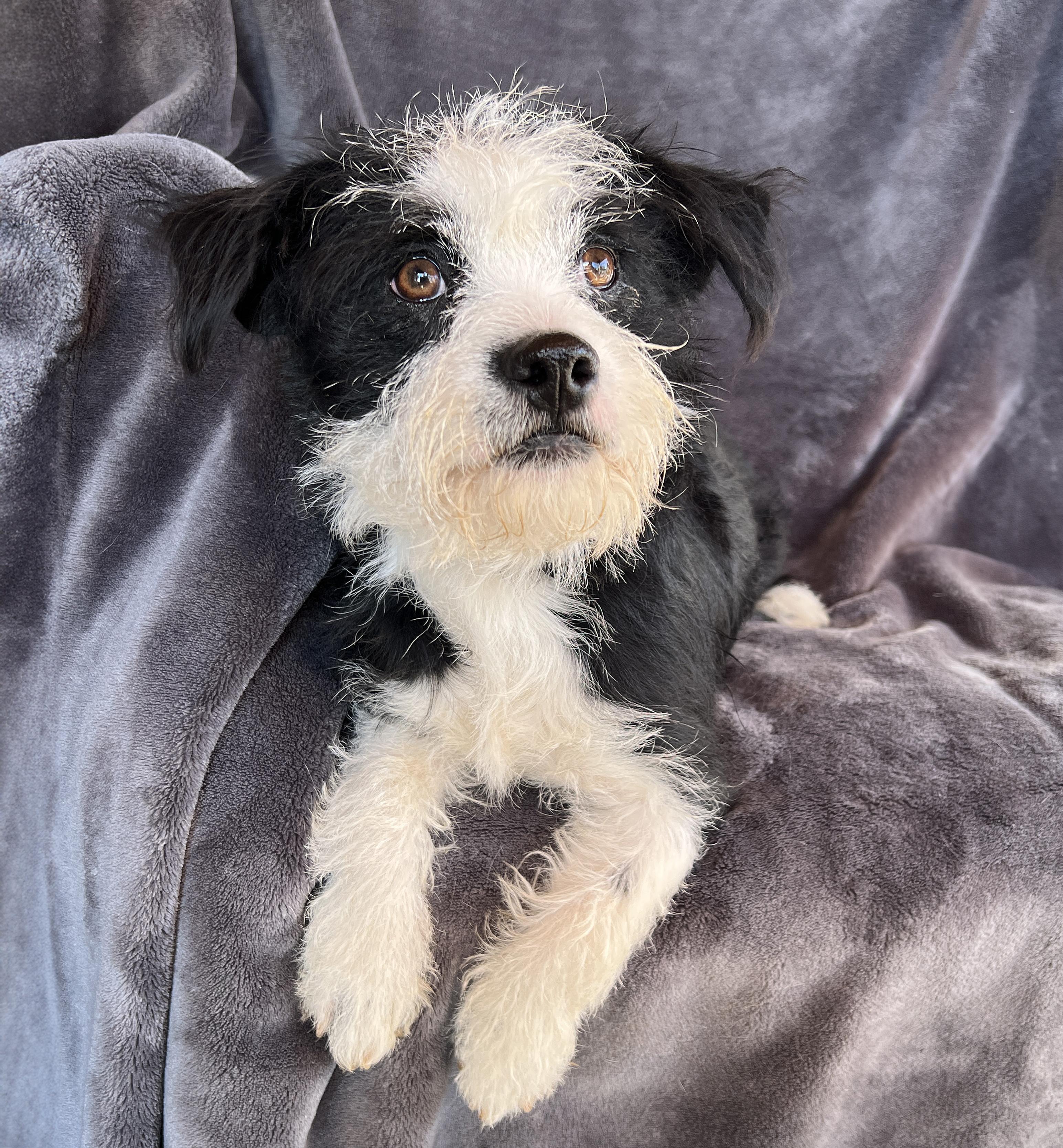 Enlarge Jaunty Lil Mr Jango ~ ShihPoo, an adopted mixed breed in Albuquerque, NM image 1/1