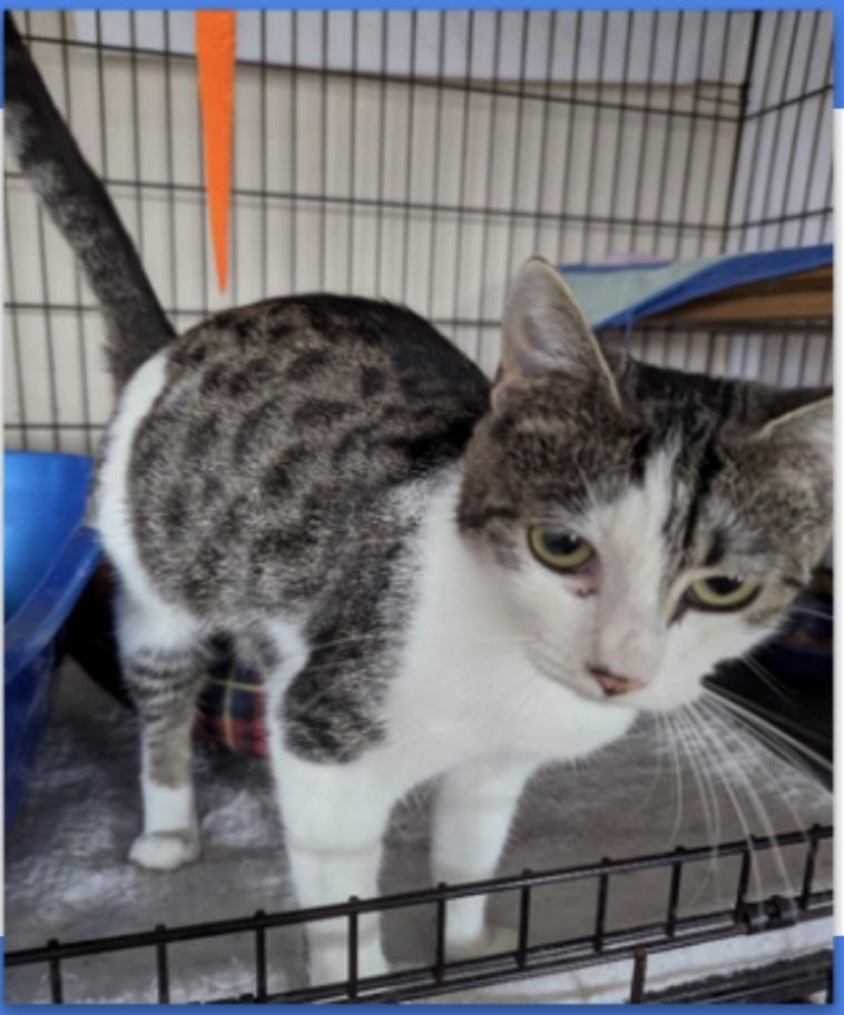 Amelia, Adoptable, Adult Female Domestic Short Hair.