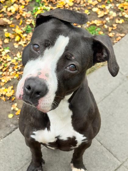 Katniss, Adoptable, Adult Female Pit Bull Terrier & Mixed Breed.