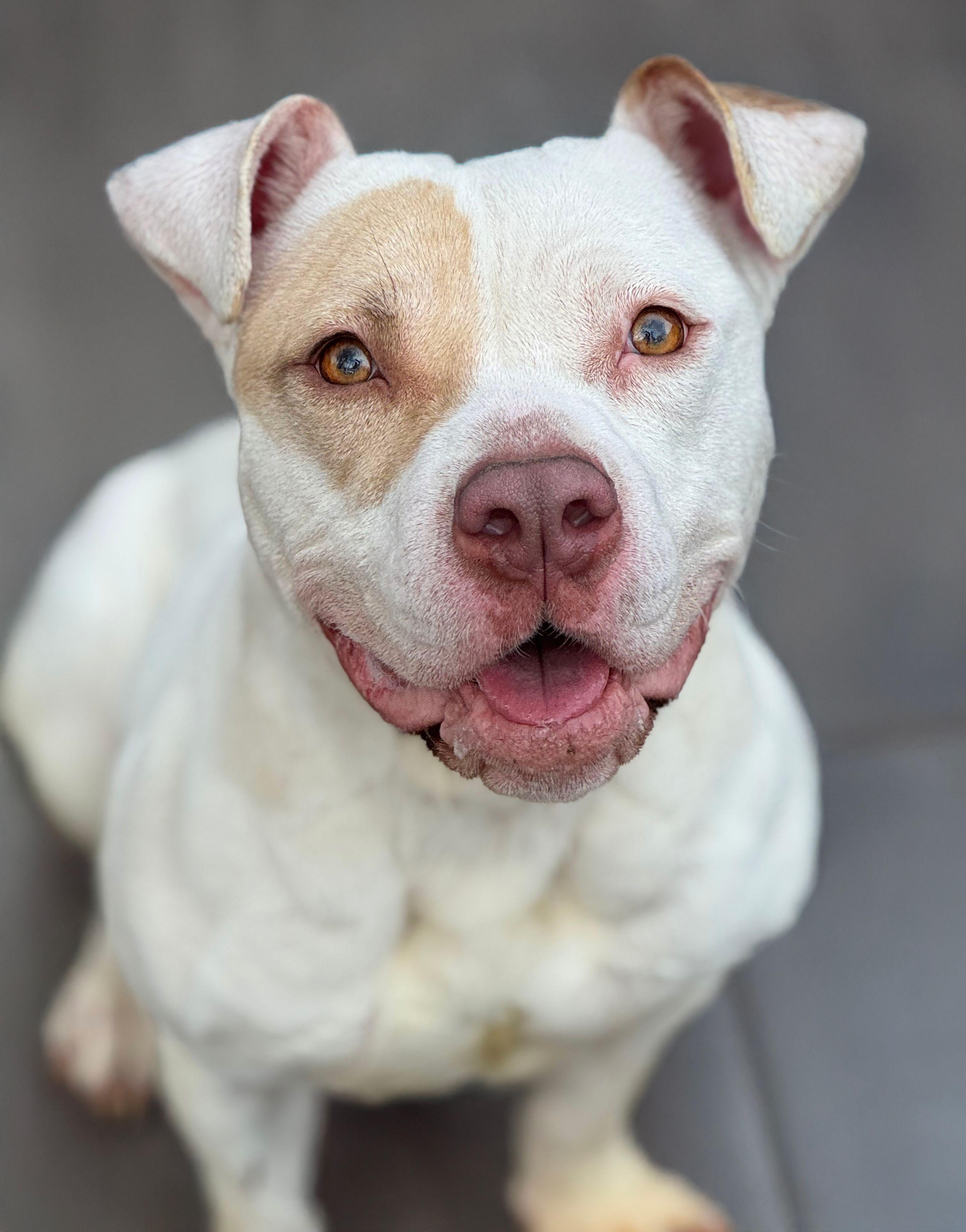 Enlarge Katniss, a Adoptable mixed breed in Anderson, IN image 2/4