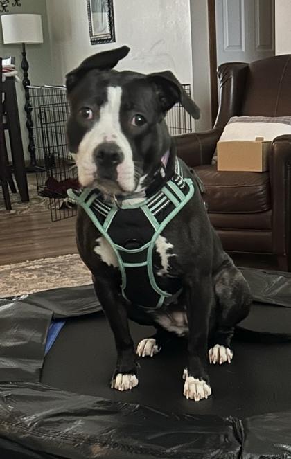 Enlarge Katniss, a Adoptable mixed breed in Anderson, IN image 4/4