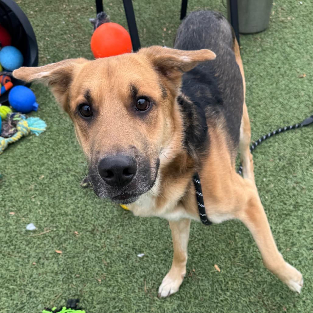 Axel, Adoptable, Adult Male German Shepherd Dog.