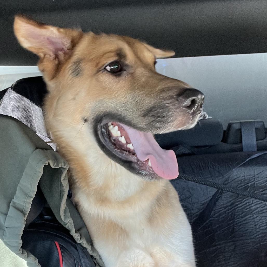 Enlarge Axel, a Adoptable German Shepherd Dog in Henderson, NV image 2/3