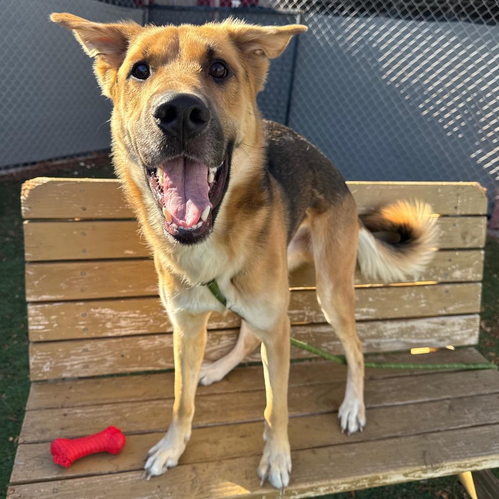 Enlarge Axel, a Adoptable German Shepherd Dog in Henderson, NV image 3/3