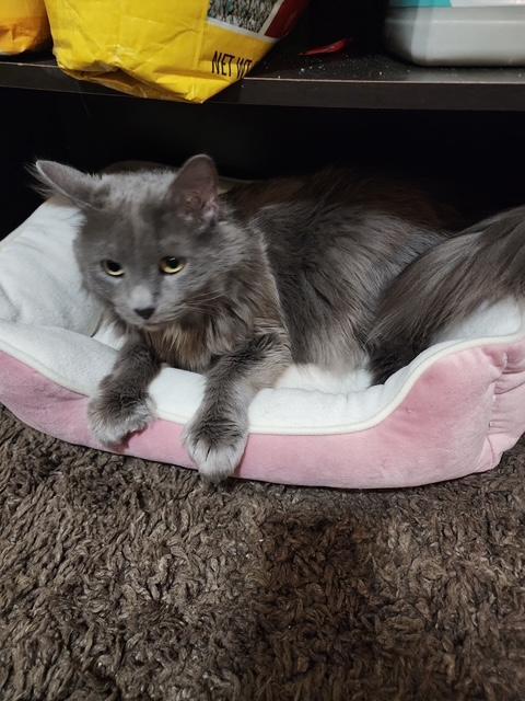 Enlarge Miss Mimi, a Adopted mixed breed in Bertha, MN image 3/3