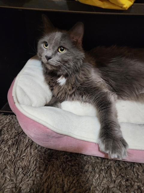 Enlarge Miss Mimi, a Adopted mixed breed in Bertha, MN image 1/3