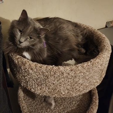 Enlarge Miss Mimi, a Adopted mixed breed in Bertha, MN image 2/3