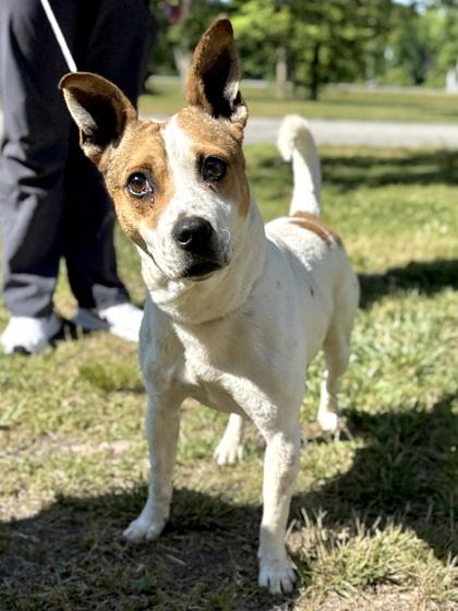 Chips, Adoptable, Adult Male Terrier & Mixed Breed.