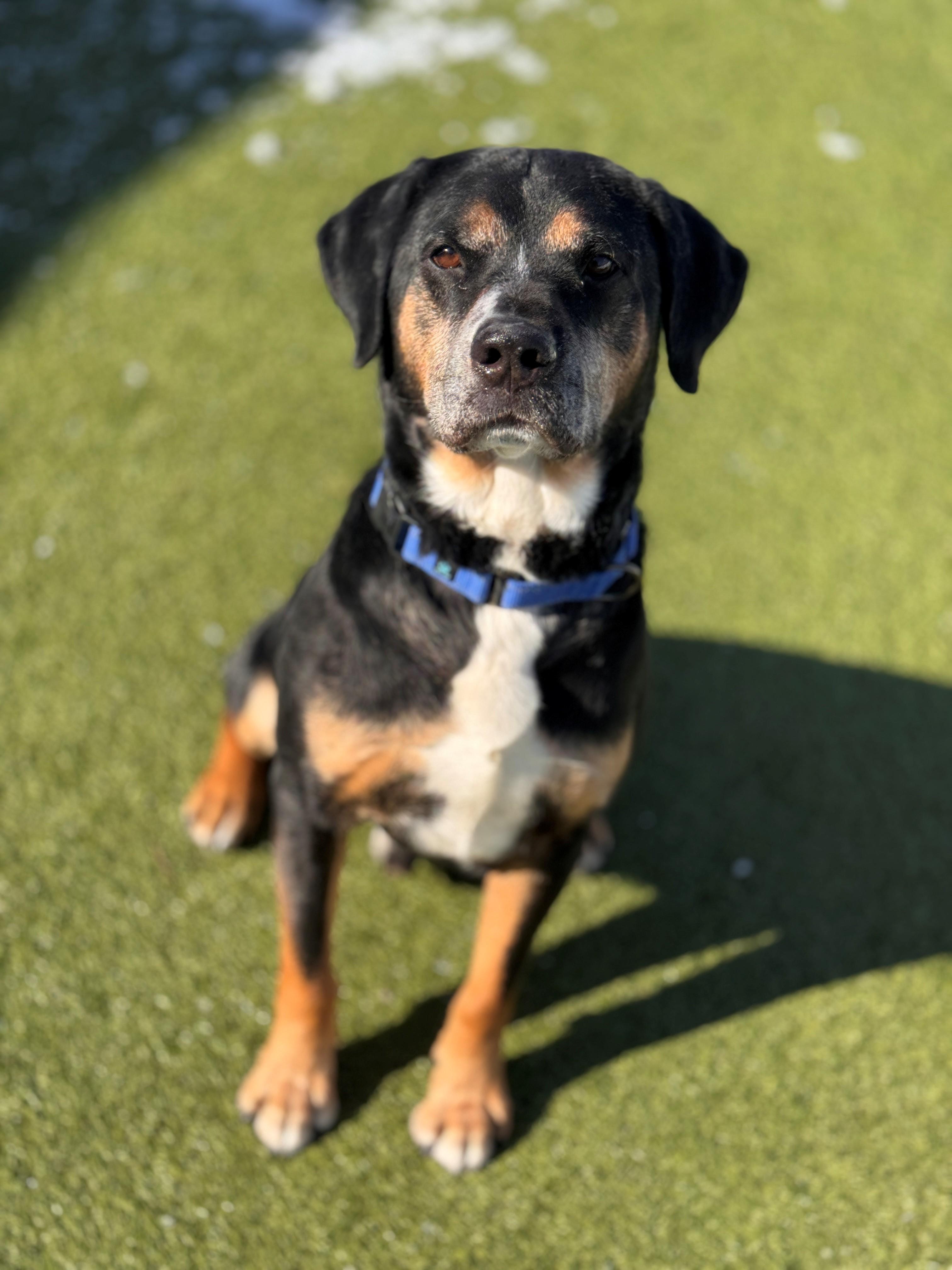 Enlarge Jerry, a ADOPTABLE Mixed Breed in Hackensack, MN image 3/6