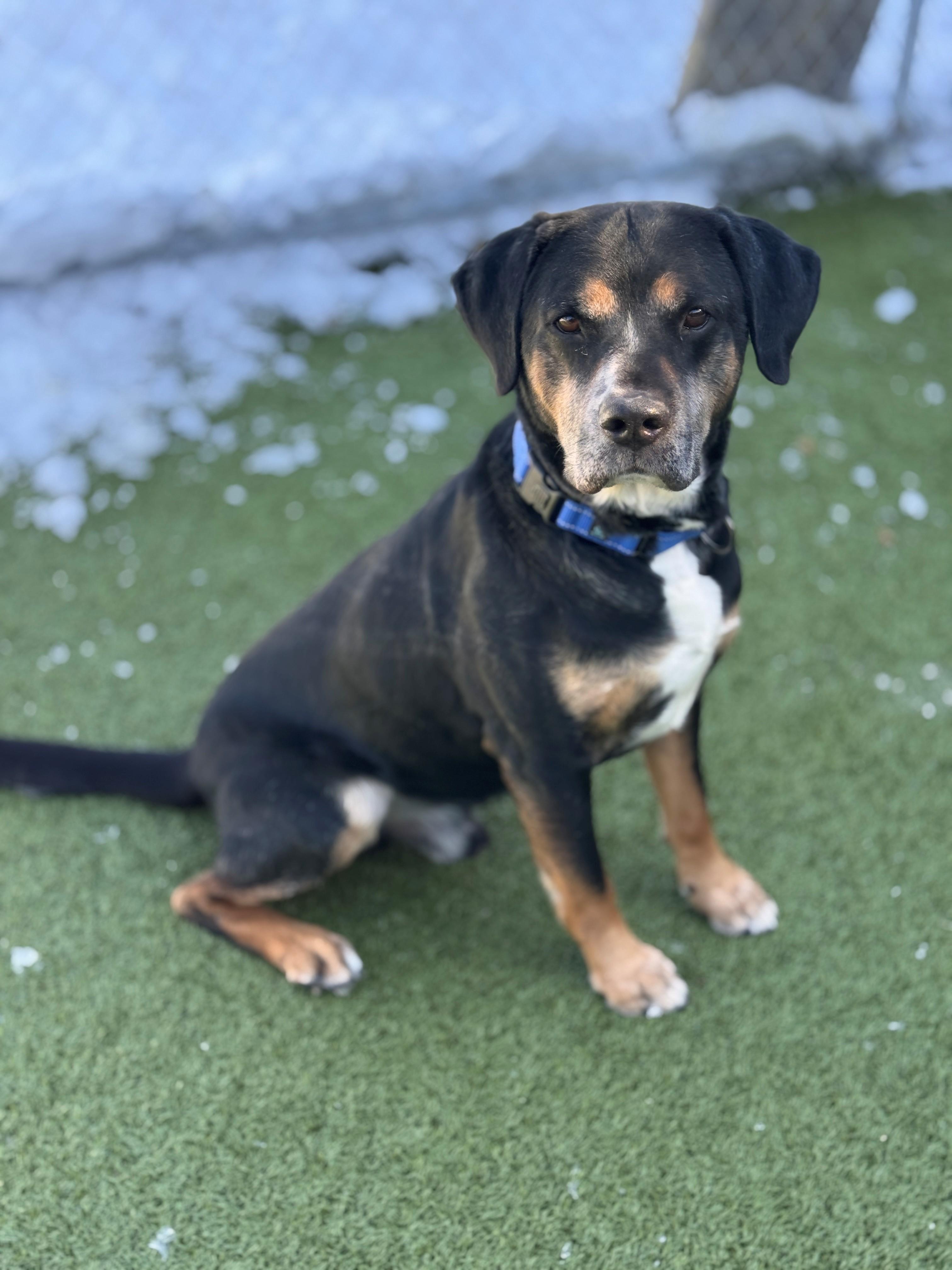 Enlarge Jerry, a ADOPTABLE Mixed Breed in Hackensack, MN image 6/6