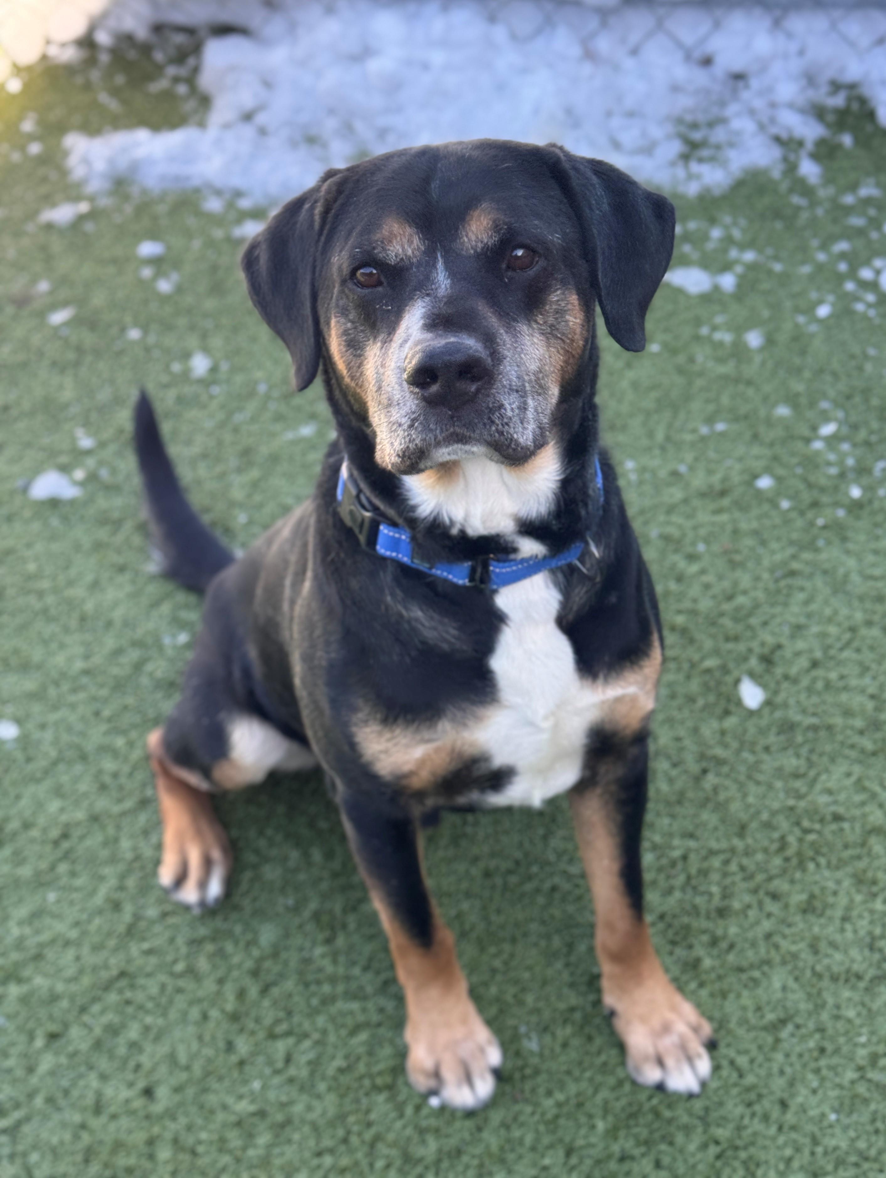 Enlarge Jerry, a ADOPTABLE Mixed Breed in Hackensack, MN image 4/6