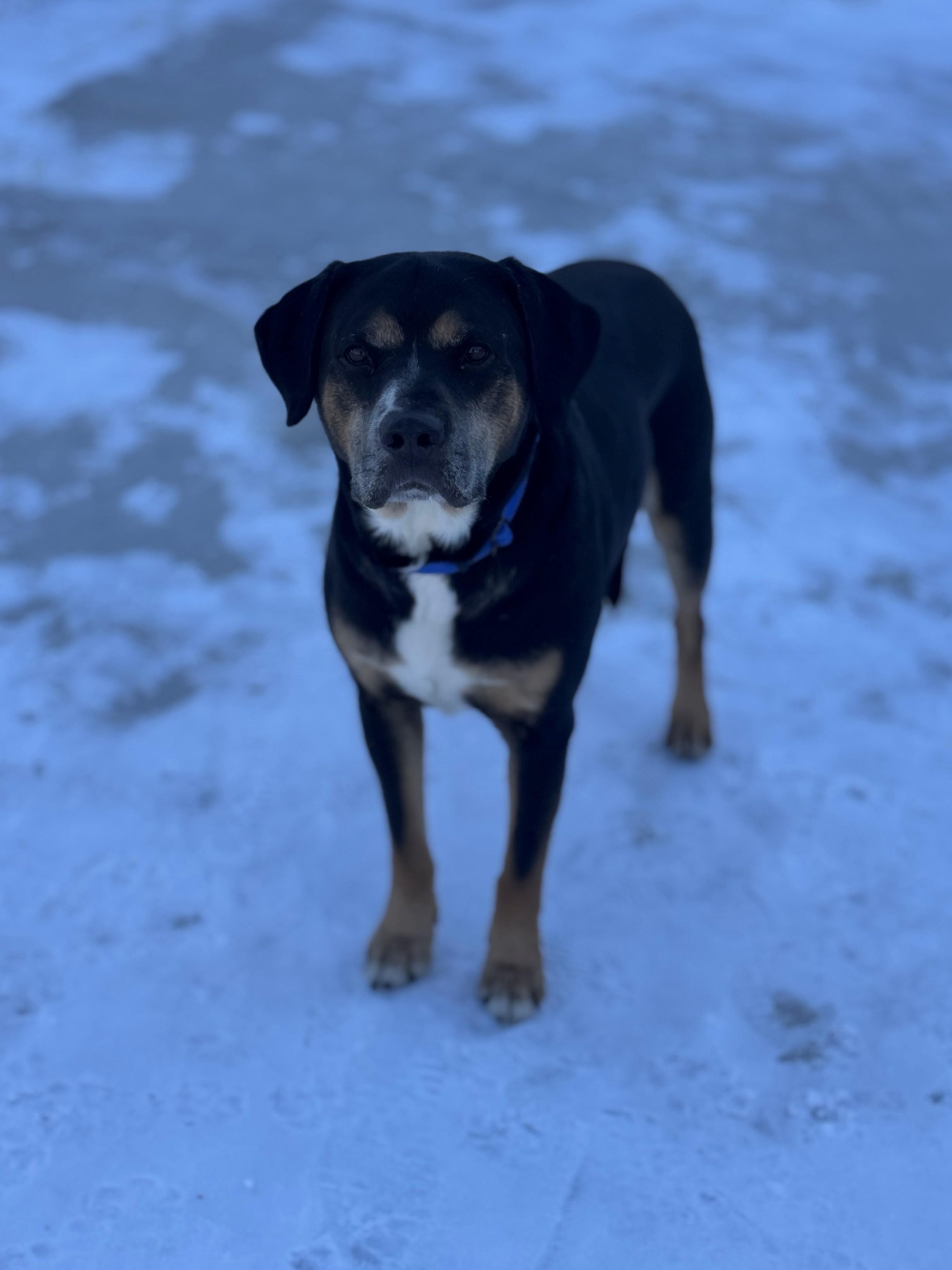 Enlarge Jerry, a ADOPTABLE Mixed Breed in Hackensack, MN image 2/4