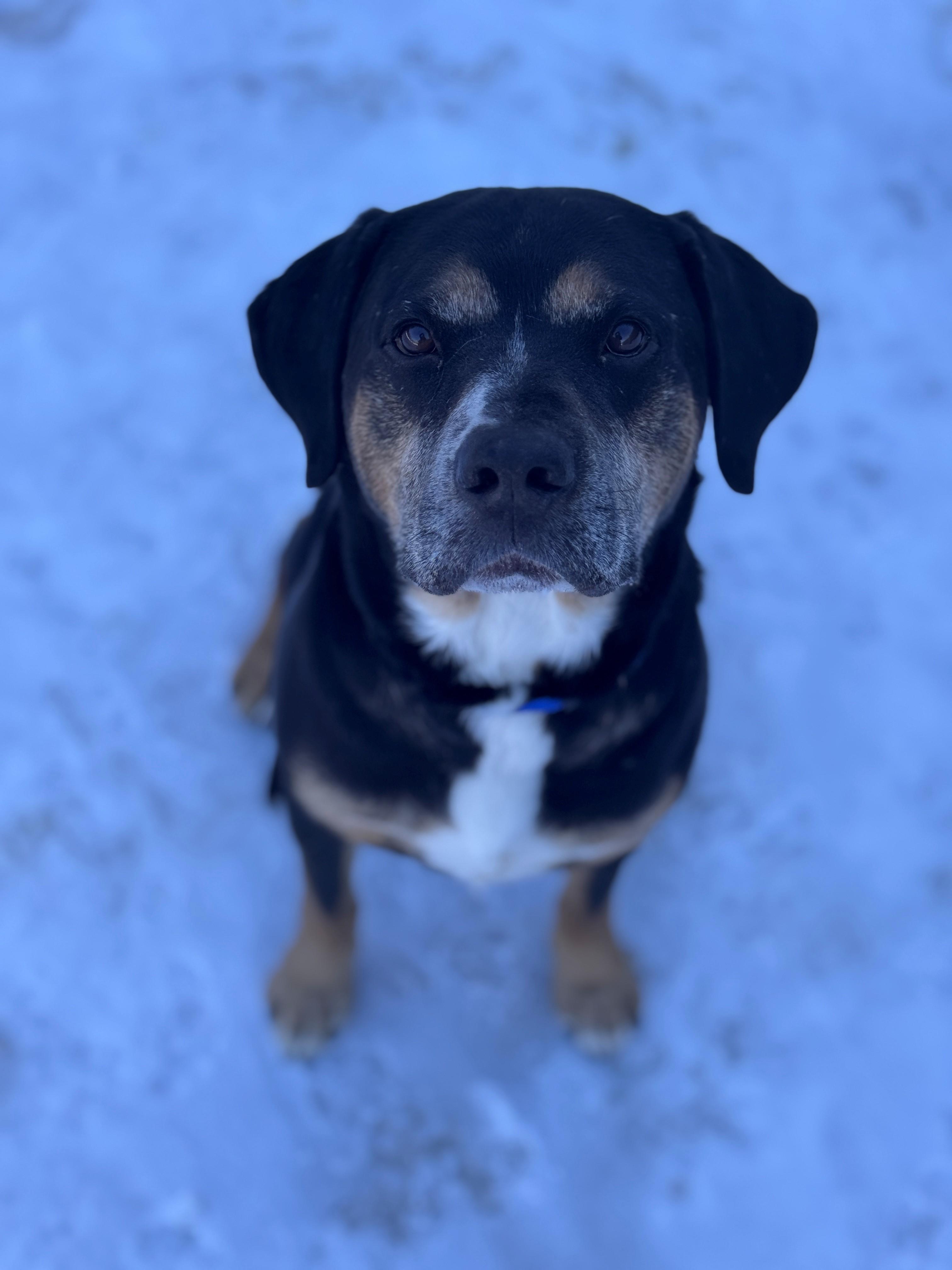 Enlarge Jerry, a ADOPTABLE Mixed Breed in Hackensack, MN image 4/4