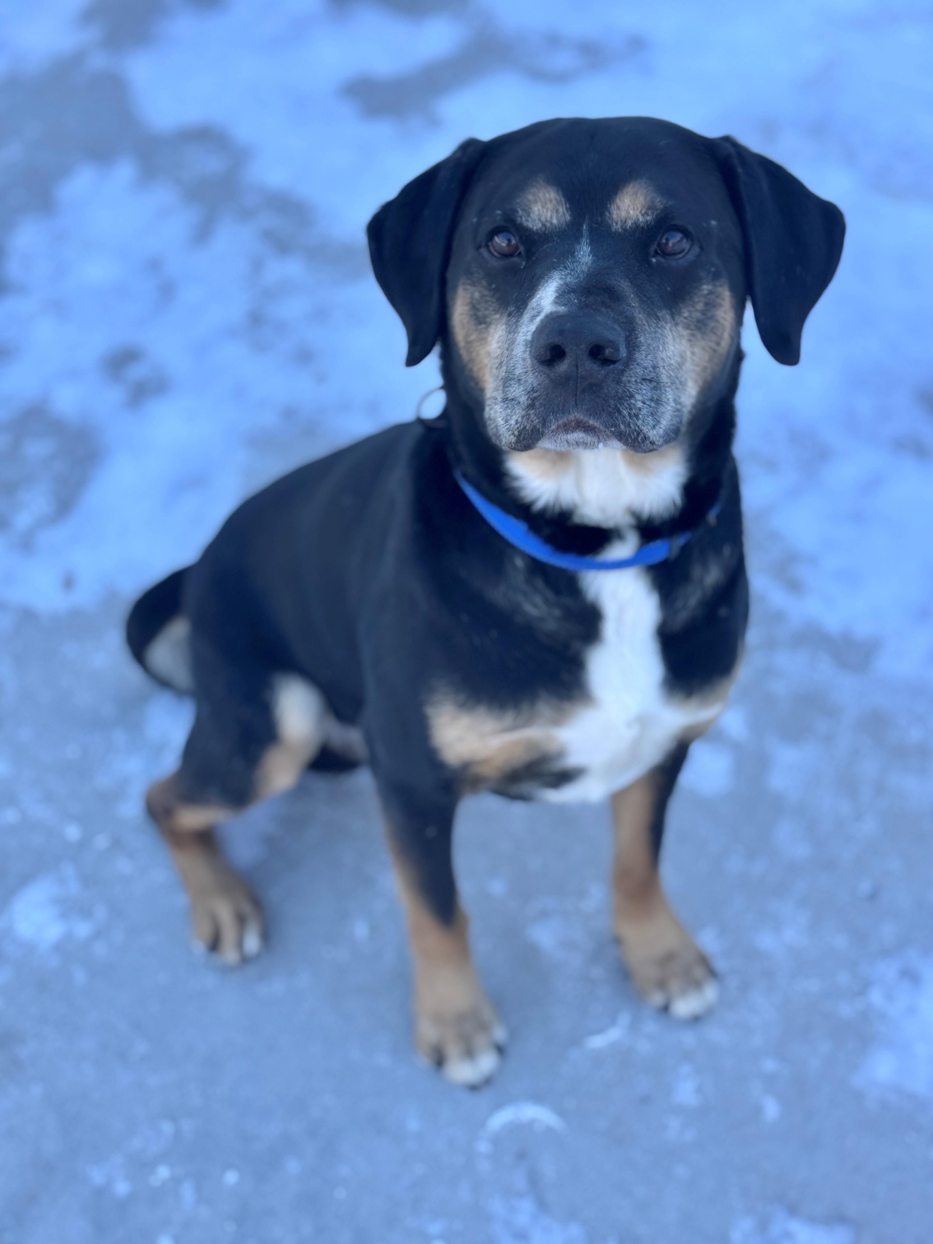 Jerry, ADOPTABLE, Adult Male Mixed Breed.