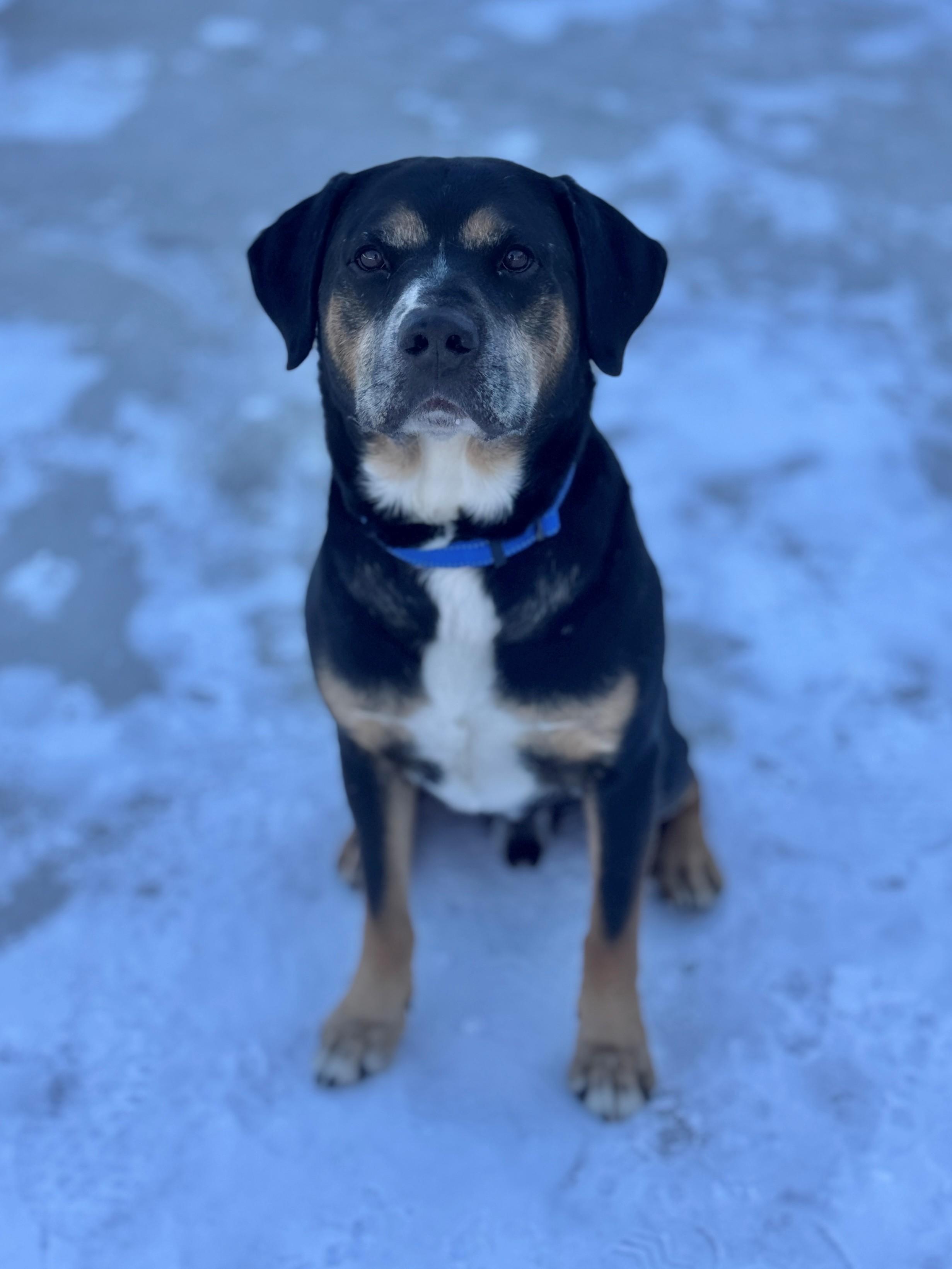 Enlarge Jerry, a ADOPTABLE Mixed Breed in Hackensack, MN image 3/4