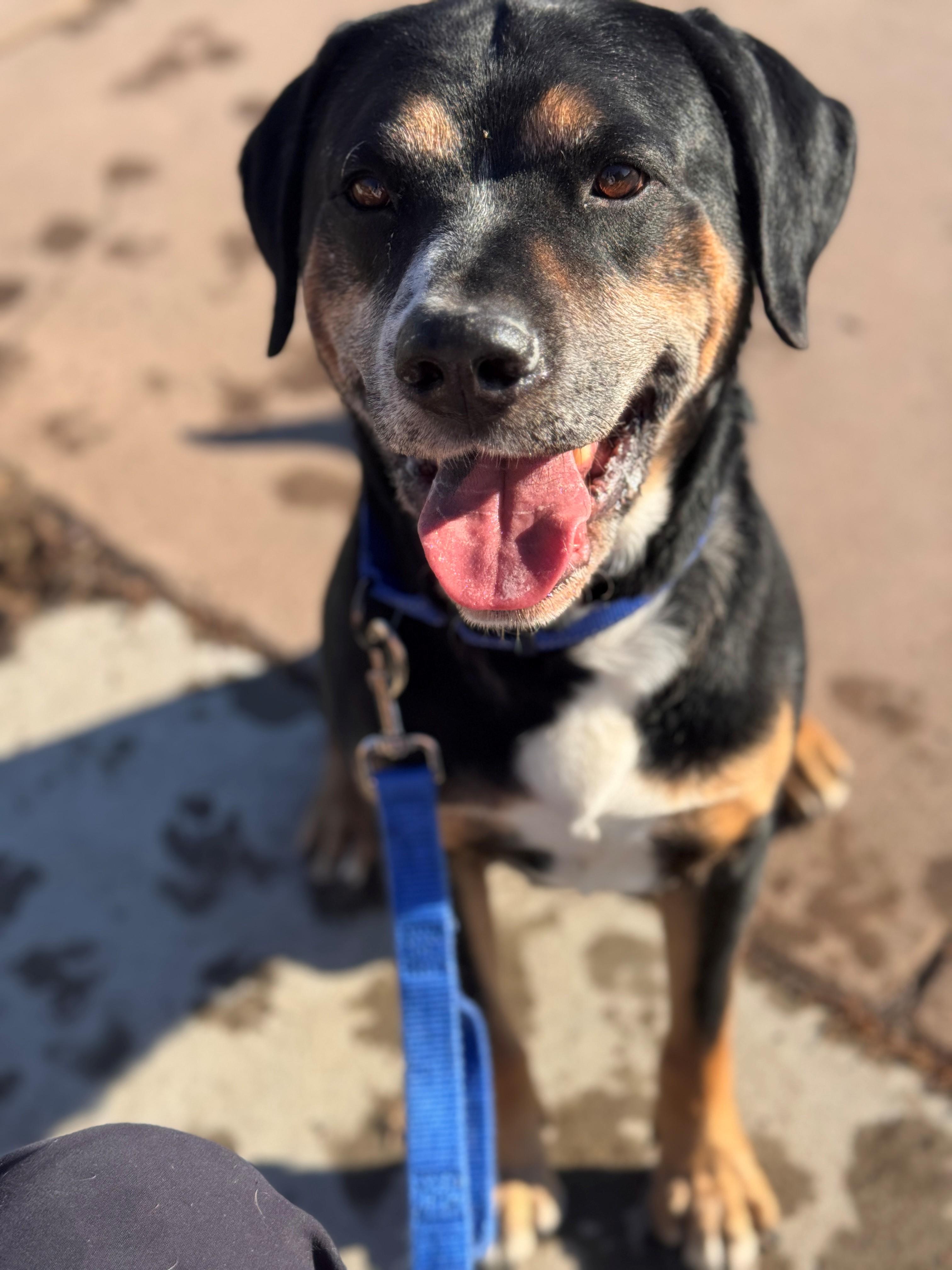 Enlarge Jerry, a ADOPTABLE Mixed Breed in Hackensack, MN image 5/6