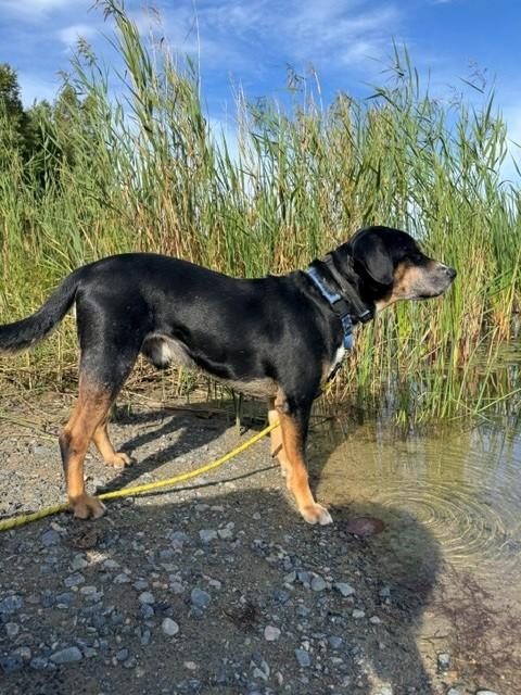Jerry, ADOPTABLE, Adult Male Mixed Breed.