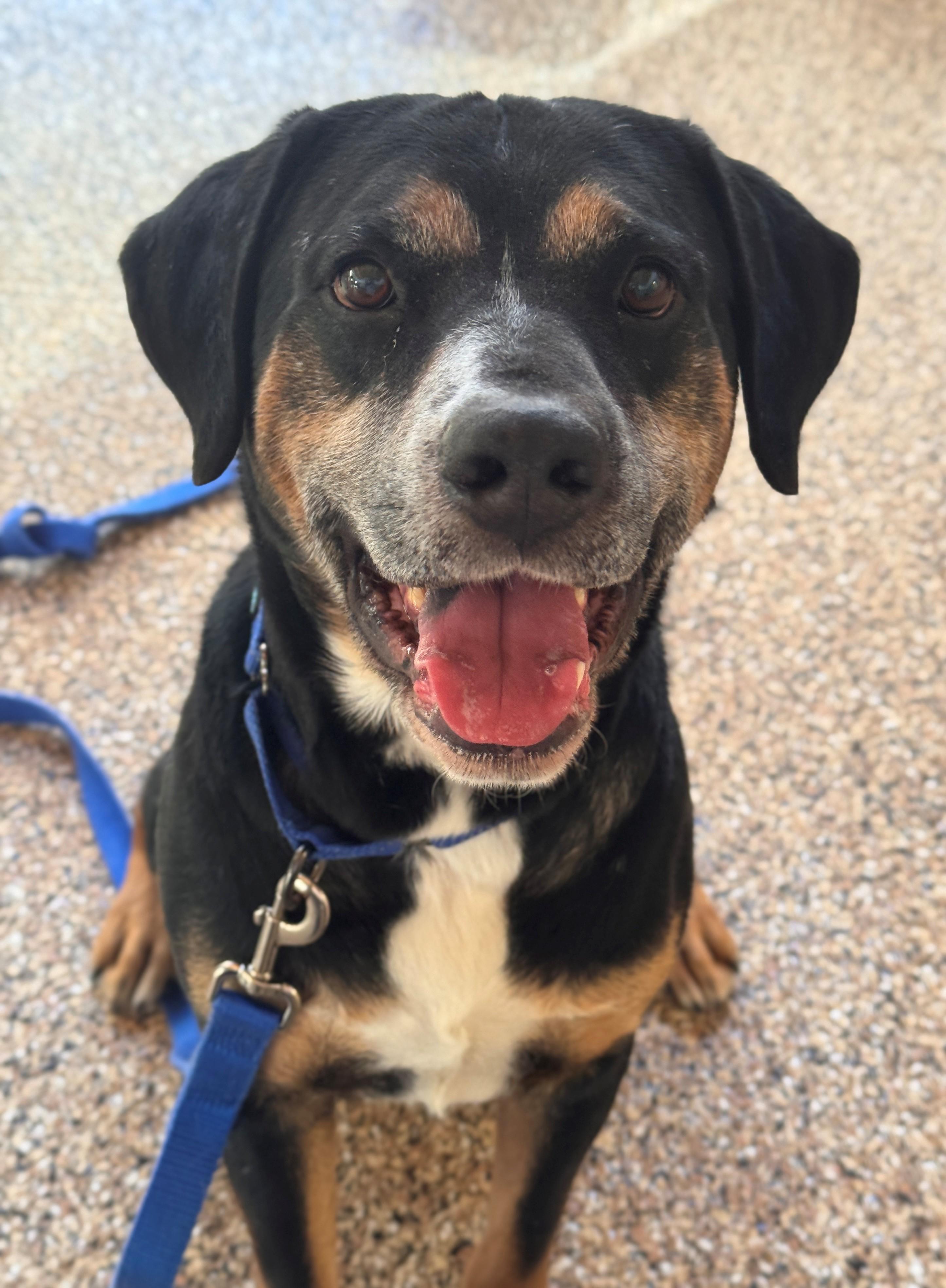 Enlarge Jerry, a ADOPTABLE Mixed Breed in Hackensack, MN image 1/6