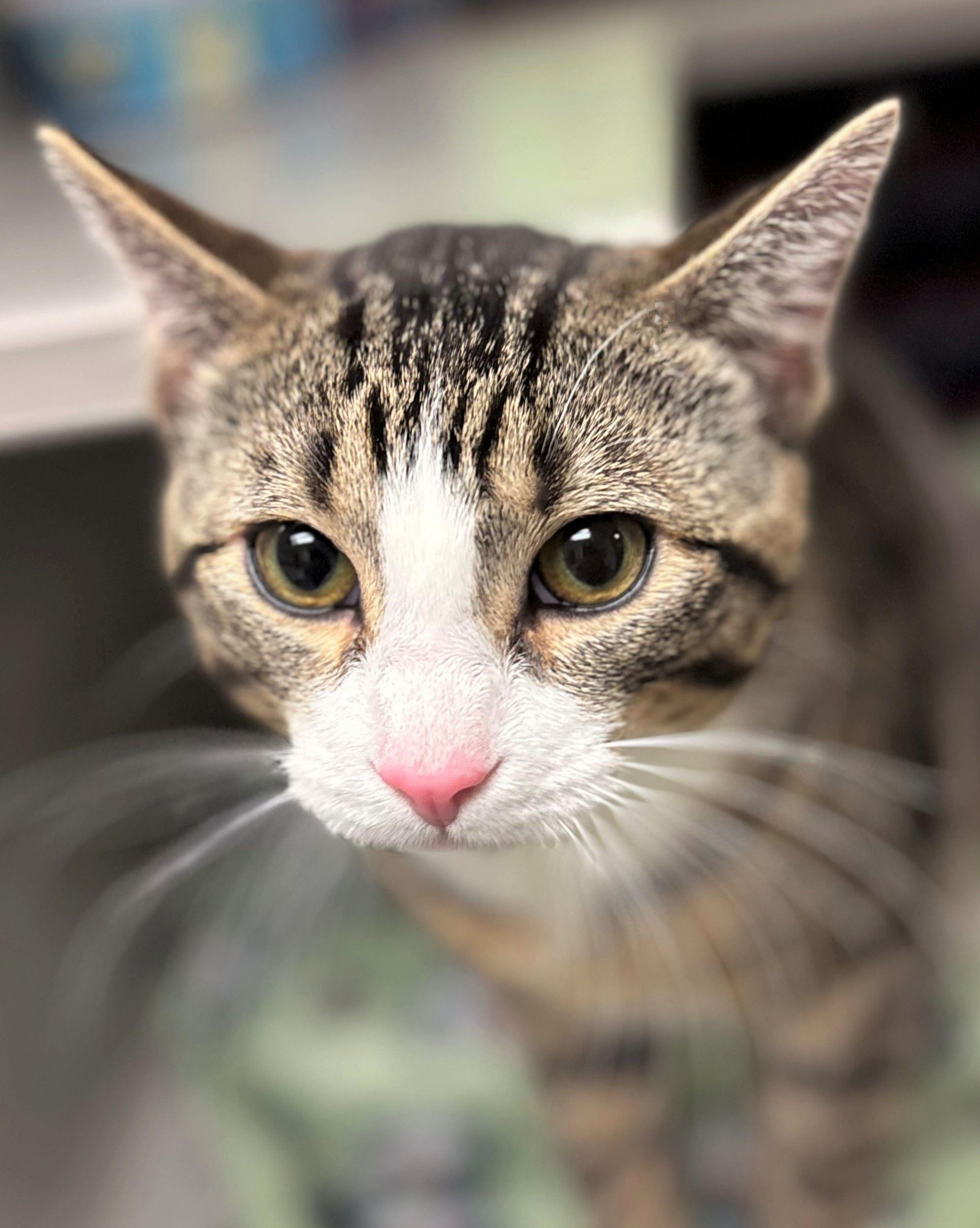 Enlarge Sponge, a ADOPTABLE Domestic Short Hair in Iowa City, IA image 1/2