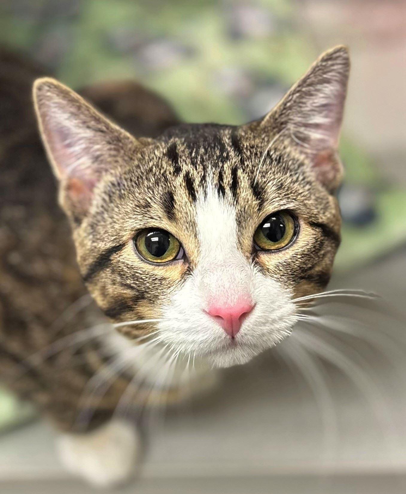 Enlarge Sponge, a ADOPTABLE Domestic Short Hair in Iowa City, IA image 2/2